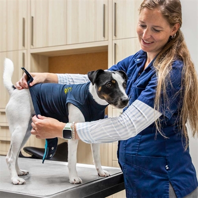 MPS Skyddsdräkt till hunden Svart & Blå